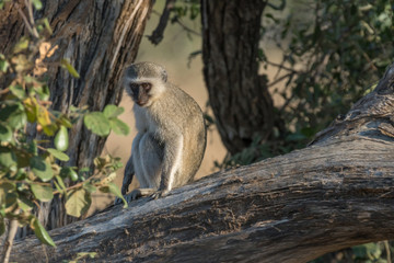 Vervet monkey on a tree branch