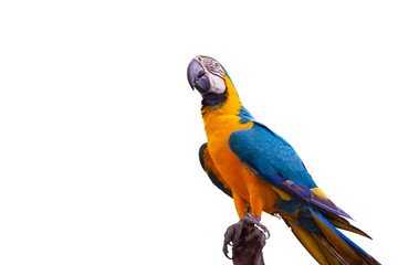 Bird Blue-and-yellow macaw standing on branches isolated white background copy space.