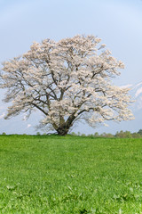 Naklejka premium Solitary cherry blossom 