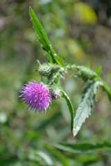 wild thistle flower