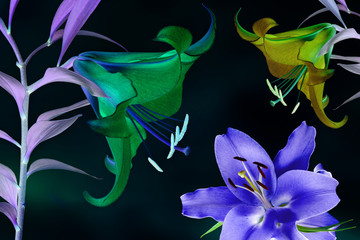 Magic luminous flowers. Beautiful flowers abstract background. Inspiration fantasy image on a black background 