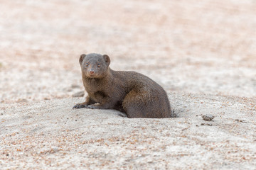 Dwarf mongoose emerging from its den