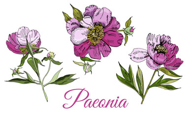 Set of peony flowers. Hand drawn ink sketch of peony. Colored elements isolated on white background for banner, invitation or greeting card.