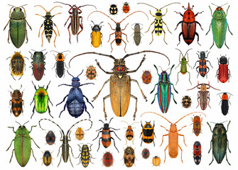Beetles (Coleoptera). Set of beetles isolated on a white background - obrazy, fototapety, plakaty