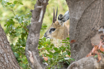 Klipsringer ram hiding behind a tree