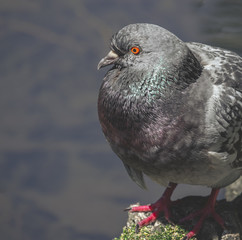 portrait of pigeon