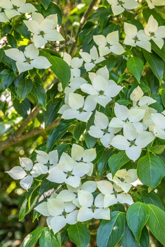 Blüten von Cornus kousa 'White Fountain'
