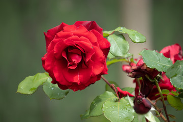 red rose