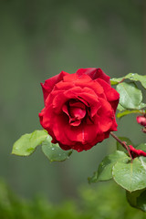 red rose in garden