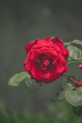 red rose on french garden