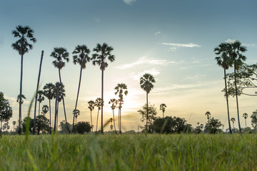 Fototapeta na wymiar Rice fields with palm sugar palm trees and sun light at Pathum Thani, Thailand