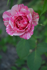 pink rose