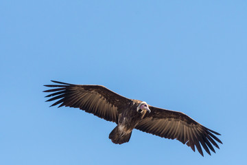 A hooded vulture flying