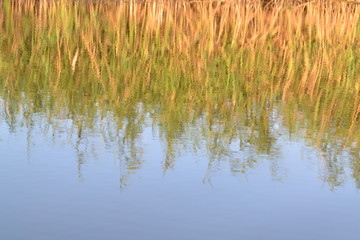 reeds in lake