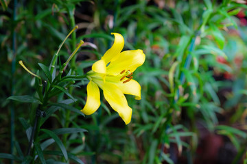 Yellow lily plant in the garden