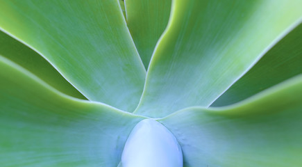 Obraz premium Abstract radial natural design (leaves of agave plant) soft focus image and very shallow depth of field for aesthetic effect, panoramic crop.