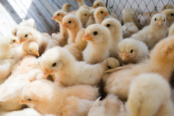 Many chicks were kept in farms.