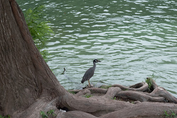 Bird by slow moving river after waterfall