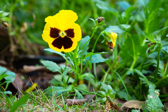 Beautiful yellow pancy flowers in the garden