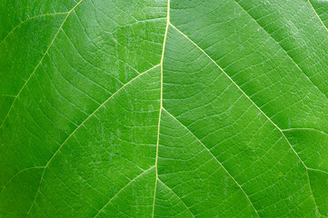 Fototapeta na wymiar love the earth concept. green leaf background