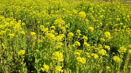 菜の花畑
