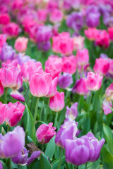 Pink and ourple tulip flowers meadow, tulip spring nature background