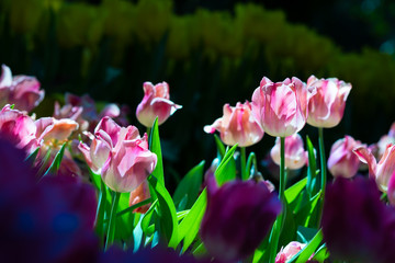 Pink tulip flowers in the garden under natural sunlight, Beautiful summer background