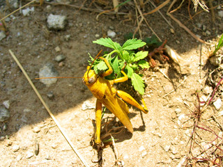 Giant Australian plague locust (Chortoicetes terminifera) devouring a plant, Christmas Island, Indian Ocean, Australia territory.