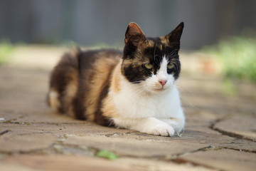 Tricolor cat lying on the floor of a wild stone at spring