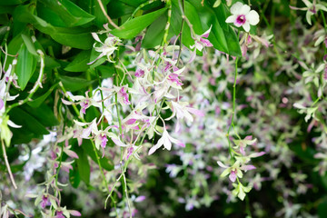 White orchids with shades of purple in tropical garden, Thailand