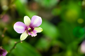 Purple dendrobium orchids with shades of yellow in tropical garden, Thailand