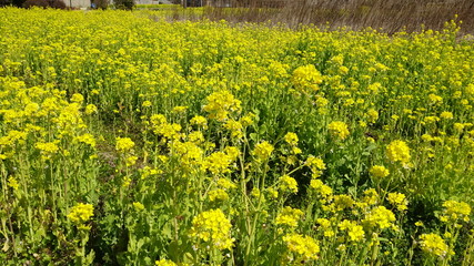 菜の花畑