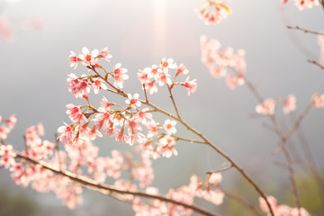 Sunset flowers : Prunus cerasoides or Wild Himalayan Cherry