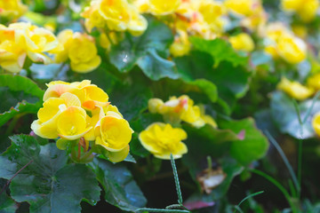 Yellow big begonia flower plants in the garden