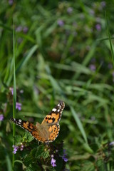 butterfly on flower