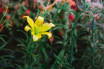 Yellow lily plant in the garden
