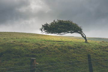 Einsamer Baum vom Küstenwind gebeugt