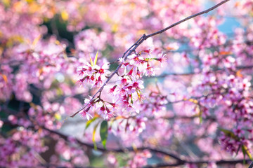 Prunus cerasoides; Wild Himalayan Cherry