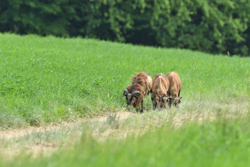 herd of wild goats graze on grass in spring