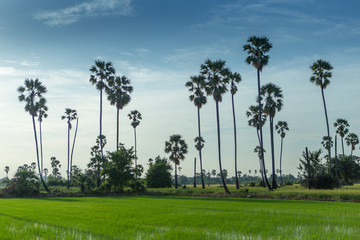 Fototapeta na wymiar Rice fields with palm sugar palm trees and sun light at Pathum Thani, Thailand