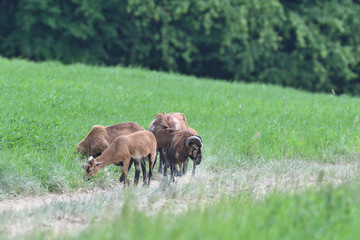 Fototapeta premium herd of wild goats graze on grass in spring