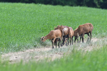 herd of wild goats graze on grass in spring