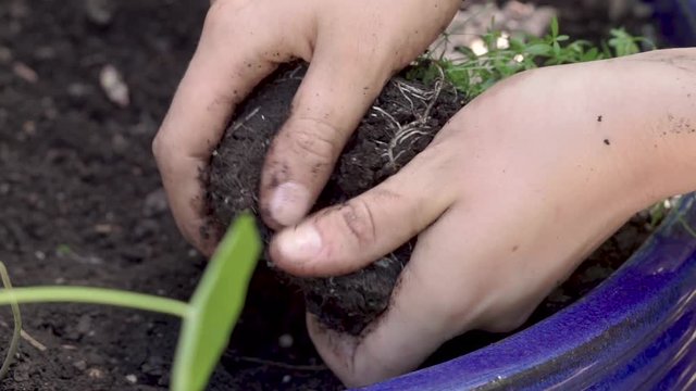Close up of woman's hands breaking apart the roots of a small lady's bedstraw plant (Galium verum) and planting it in a pot.