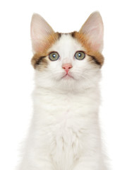 Close-up of a Turkish Angora kitten