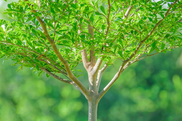 branch of tree on burred background