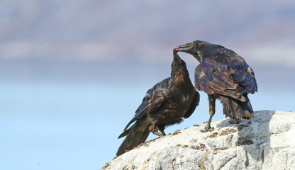 Two Raven with prey, Corvus corax, birds of Greenland