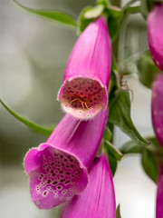 Little spider sits in a red foxglove blossom © janny2