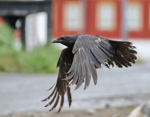 Raven in flight, Corvus corax, birds of Greenland