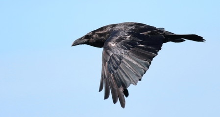 Raven in flight, Corvus corax, birds of Greenland