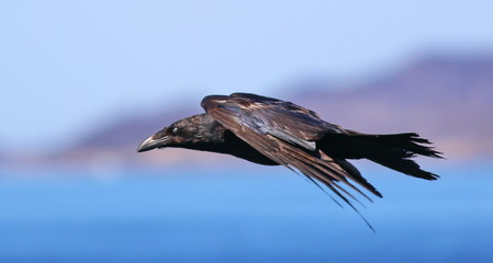 Raven in flight, Corvus corax, birds of Greenland